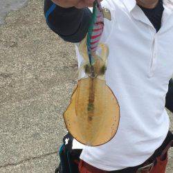 五目フィッシング