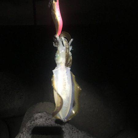 アオリイカ現る‼︎