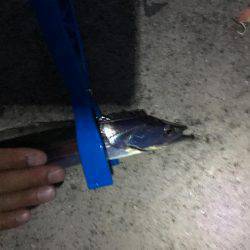 サゴシ不発、   タチウオ当たり