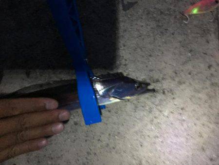 サゴシ不発、   タチウオ当たり