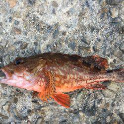 ケンサキイカ調査３回目