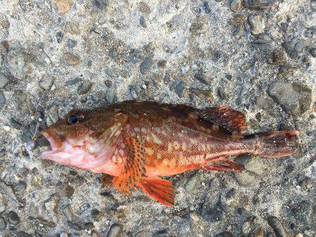 ケンサキイカ調査３回目