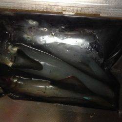 連夜エギング釣行