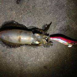 まだケンサキイカ居てます