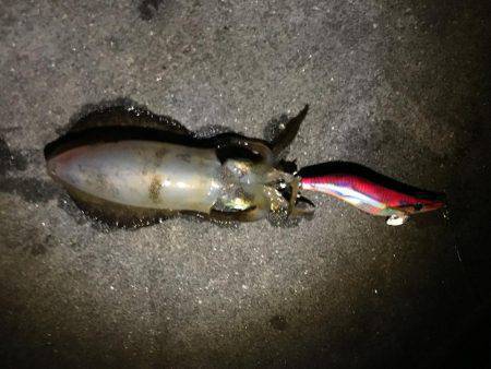 まだケンサキイカ居てます