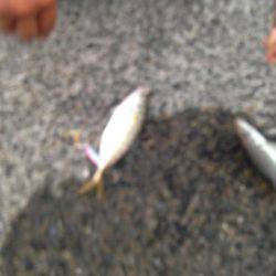 ライトショアジギング