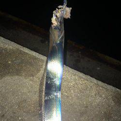 ちょっとサイズUP↑