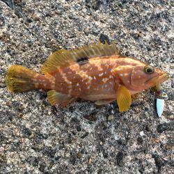 仕事前のロックフィッシュ釣行