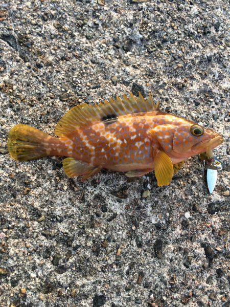 仕事前のロックフィッシュ釣行