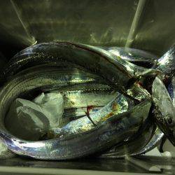 ちょい投げはダメだったけど…