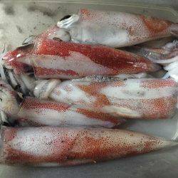 大型ケンサキゲット！