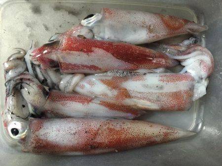 大型ケンサキゲット！