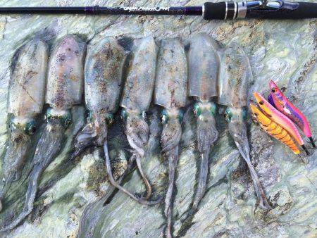 ウネリの中朝練エギング