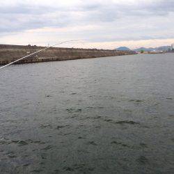 アジ、カンパチ？