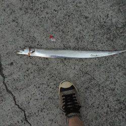 1年ぶりのタチウオ