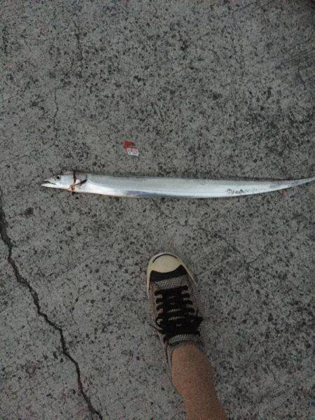 1年ぶりのタチウオ