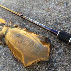 ウネリの中エギング