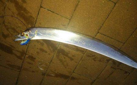 サゴシ回ってきた。