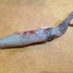 ケンサキイカ エギング