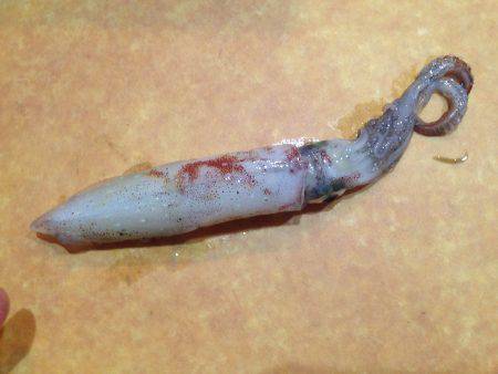 ケンサキイカ エギング