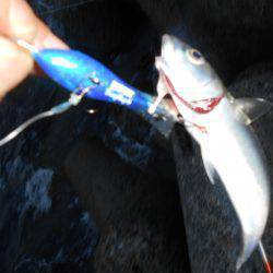 太刀魚ハント*\\(^o^)/*