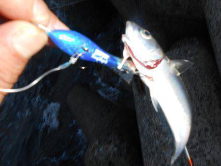 太刀魚ハント*\\(^o^)/*