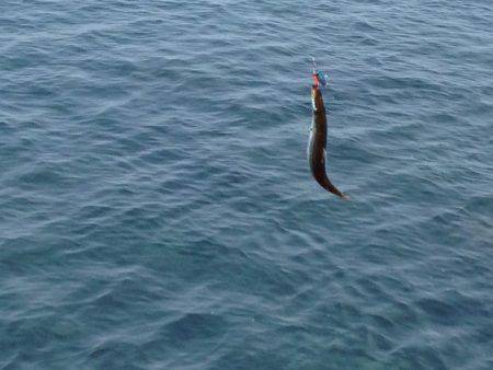 カマスしかいない