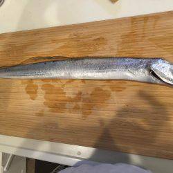 暴風のタチウオワインド