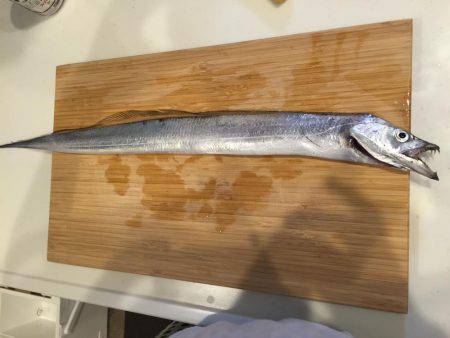 暴風のタチウオワインド