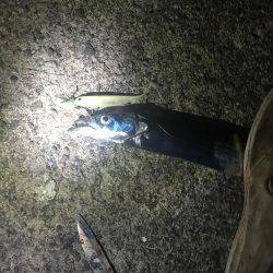 泉大津でタチウオ大爆釣！