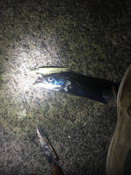 泉大津でタチウオ大爆釣！