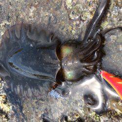 夏の新子エギング