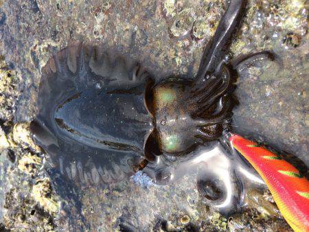 夏の新子エギング