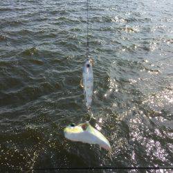 ただ巻きのほうが・・・