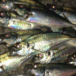 好調アジングゲーム♪