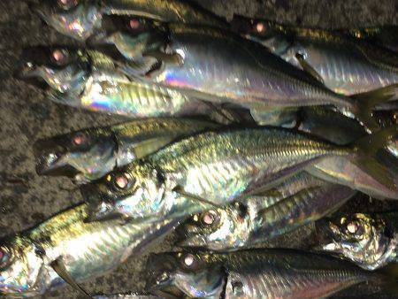 好調アジングゲーム♪