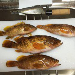 竹野磯にてアコウ