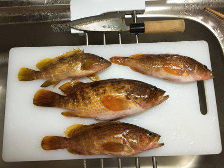 竹野磯にてアコウ