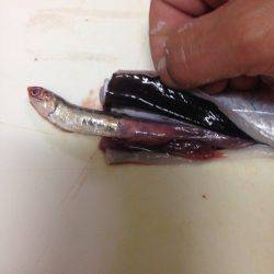 タッチーからメールが、、、