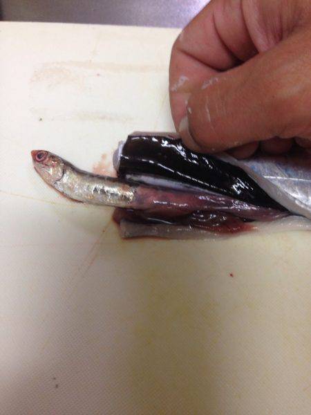 タッチーからメールが、、、