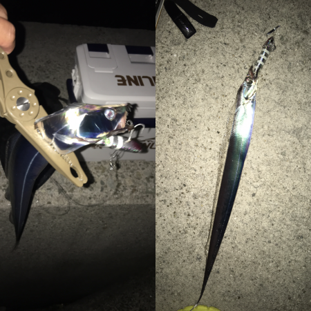 朝まづめサーベリング