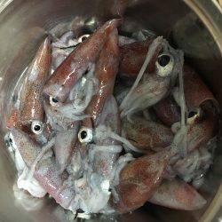 ケンサキエギング