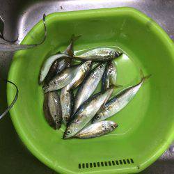 太刀魚ジャンプ炸裂