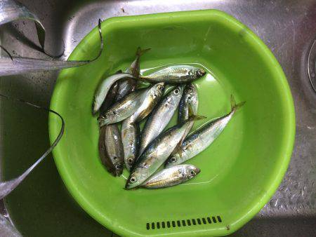 太刀魚ジャンプ炸裂