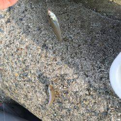 てんぷら具材確保へ