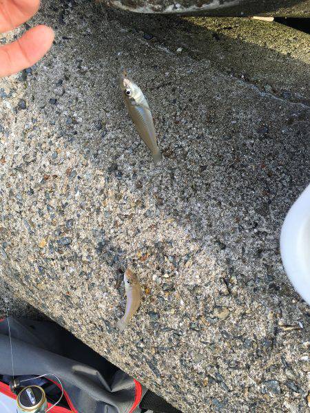 てんぷら具材確保へ