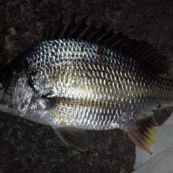 キビレのちコトヒキ！