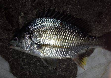 キビレのちコトヒキ！