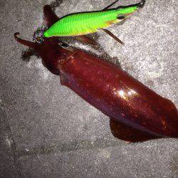 渋ケンサキイカ