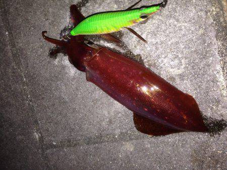 渋ケンサキイカ